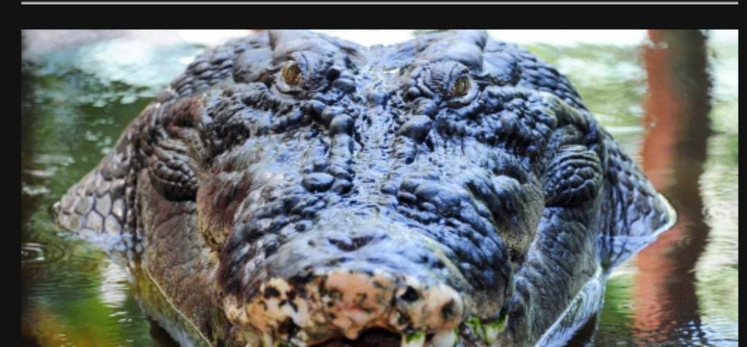 Australian fisherman pokes crocodile in the eyes to escape attack